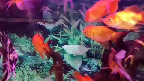🎏 aquarium fish 🐠 #shorts animals home