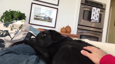 He thinks he's a tiny lap dog.