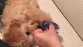 Cute puppy spins a fidget spinner