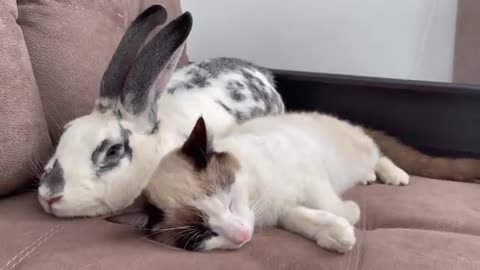 Funny Animals #4, The First Meeting of a Cat and a Rabbit