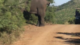 Invading an elephant's privacy