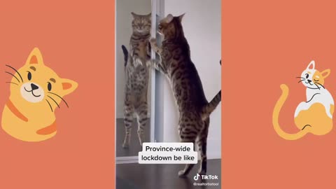 BEST CAT MEMES - FUNNY CAT VIDEOS