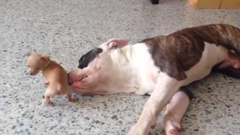 Tiny Chihuahua Adorably Teases sleepy Bulldog |