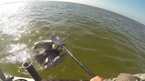 The Bird Whisperer Strikes Again! Pelican Attacks Kayak Angler!