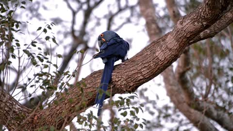 Hyacinth macaw.One of the most beautiful bird