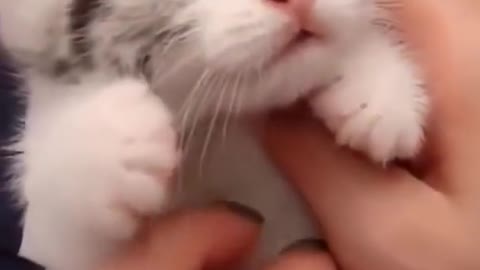 Cute 🐈 videos