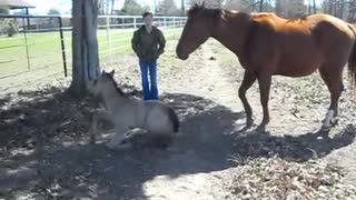 Camera Captures Baby Horse Sneezing, His Reaction Has People Crying With Laughter