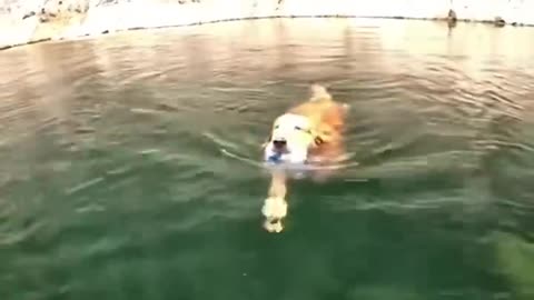 Swimming puppy 😍😍
