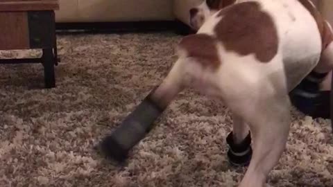 Boxer puppy dances in her new booties