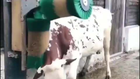 Pet lover cow