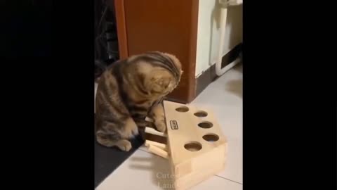 Cat funny video