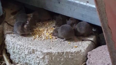 Wild Mice Love Breakfast!