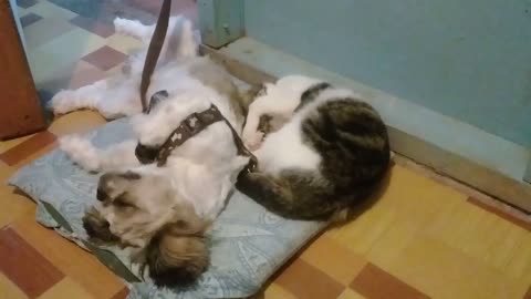LOVELY CAT AND DOG SLEEPING MY HOUSE, CAT AND DOG VERY HONEST FRIENDS