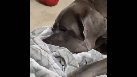 Watch This Great Dane Flawlessly Impersonate A Blowfish