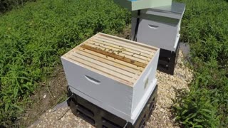 2nd Hive Inspection and Frame Waxing