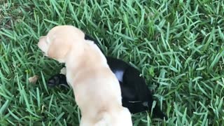 Adorable puppy fight!