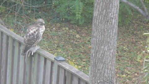 Hawk Rat Squirrel II The Three Musketeers