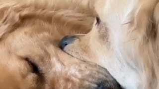 Retriever Siblings Reach Stalemate over Ball