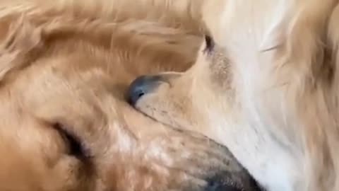 Retriever Siblings Reach Stalemate over Ball