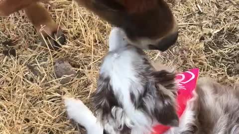 Dog and Cow share kisses