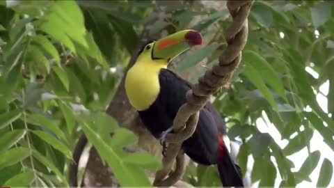 Bird of different colors