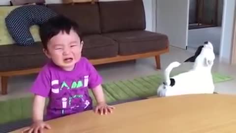 Funny video dog and child quarrel