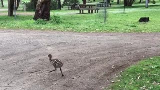 Emu Dad with the Kiddos