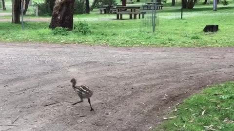 Emu Dad with the Kiddos