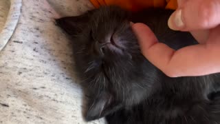 Sweet Tiny Cat Sleeps To Gentle Pets