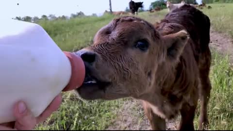 Bottle-fed calf happily waddles over for her breakfast