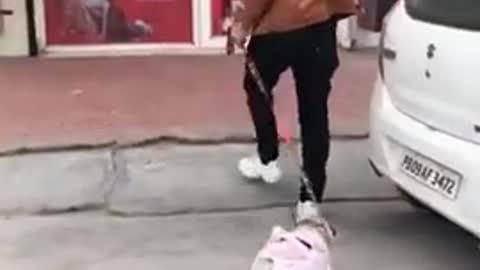 Funny dog play with owner.