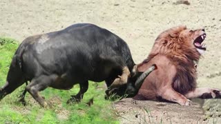 Mother Buffalo Kicks Lion Head and Kills it To Save Her Baby, Harsh Life of Wild Animals