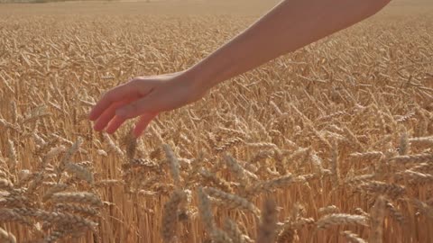 Ears of wheat at harvest