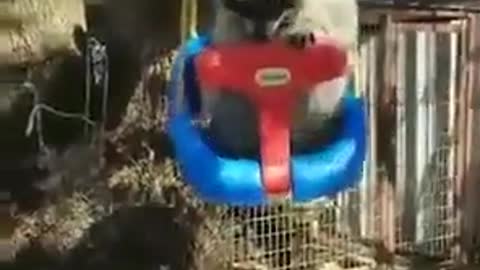 Raccoon Pulls Safety Bar Up on His Own on Child's Swing