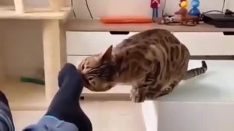 Cat died after smelling the socks of Human being 😱😱How?😱😱