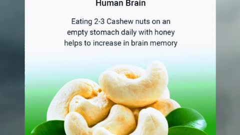 Cashew Increases the Memory of a Human Brain