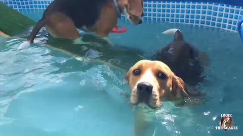 The Ultimate Beagle Party: Watch These Adorable Pups Have a Blast!