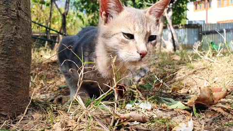 Cat eating food stock video