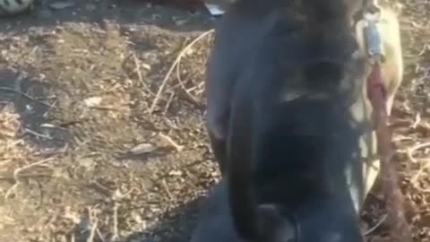 Fake Tiger Prank Dog, "PitBull Scary Moment" Dog Funny Reaction