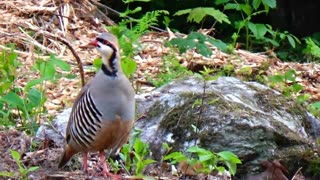 Chukar Partridge