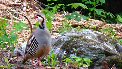 Chukar Partridge