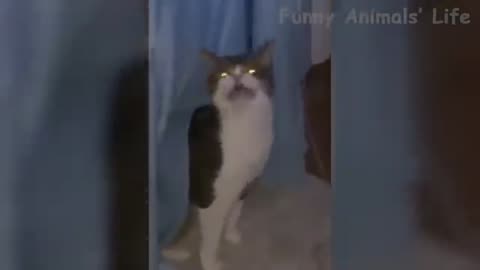 funniest videos cats and dogs