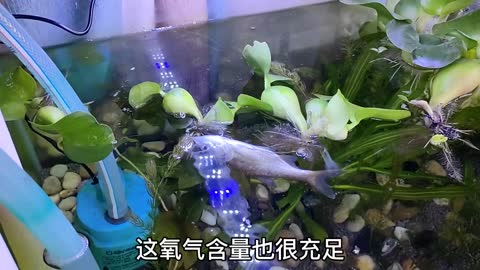 The guy used river mussels to purify the water, but he didn't expect the whole tank of fis