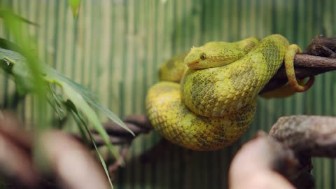 Snake curled ring on a branch lies motionless