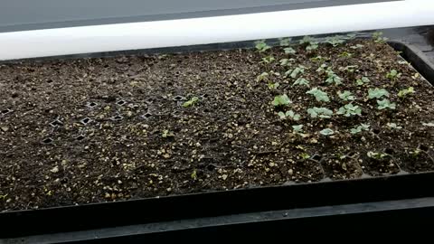 Update #1 On Our Cool Plants Indoor Starts - Sprouts, Thinning & Watering
