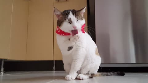 cute cat video oooo