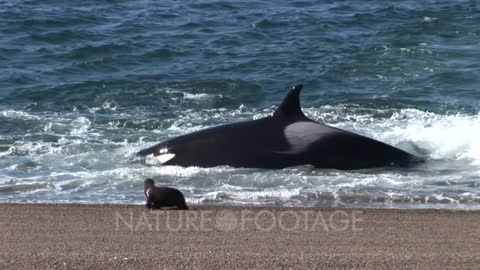 orca attacks sea lions