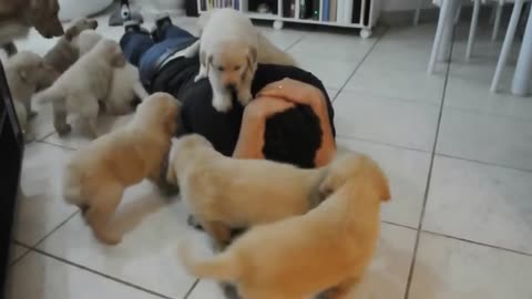 The Attack of Puppy Golden Retrievers Puppies