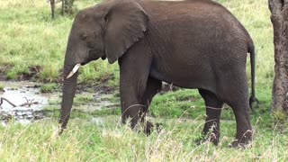 African elephant walking in the woods