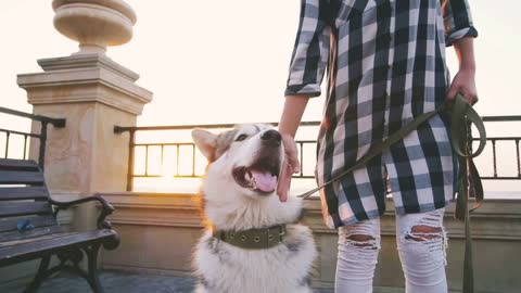 Cute siberian husky dog on sea front at sunrise or sunset